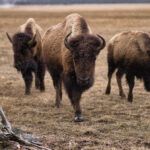 Three North American Bison, one type of wildlife you can see in Big Sky, Montana.